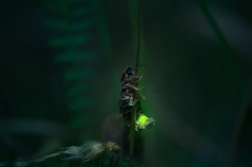 découvrez le phénomène des lucioles en europe : leurs habitats, leurs comportements fascinants et comment les observer dans la nature. plongez dans la magie de ces insectes lumineux et apprenez ce qui les rend si uniques.